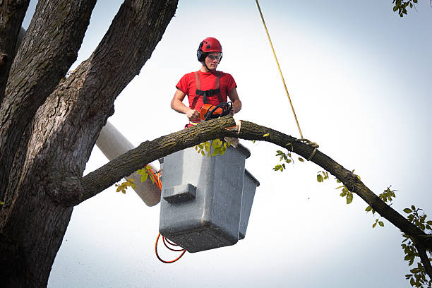 The Steps Involved in Our Tree Care Process in Tampa, FL